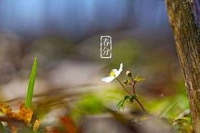 追逐春分,春分时节的浪漫追寻